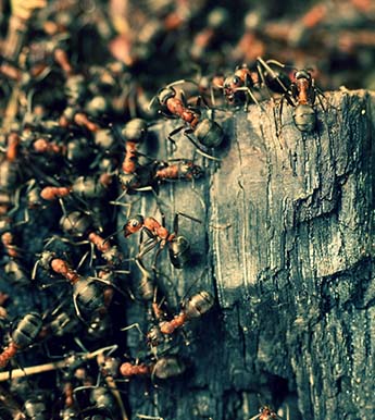 Ants on Wood